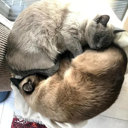 Privat bolig Helles Im Modernen Holzhaus Mit Queensize-bett, Balkon, Schreibtisch, Tv, Klimaanlage & Abdunkelnden Jalousien Norderstedt