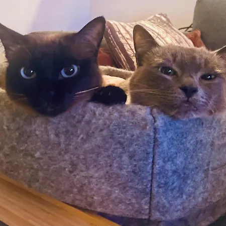 Helles Im Modernen Holzhaus Mit Queensize-bett, Balkon, Schreibtisch, Tv, Klimaanlage & Abdunkelnden Jalousien